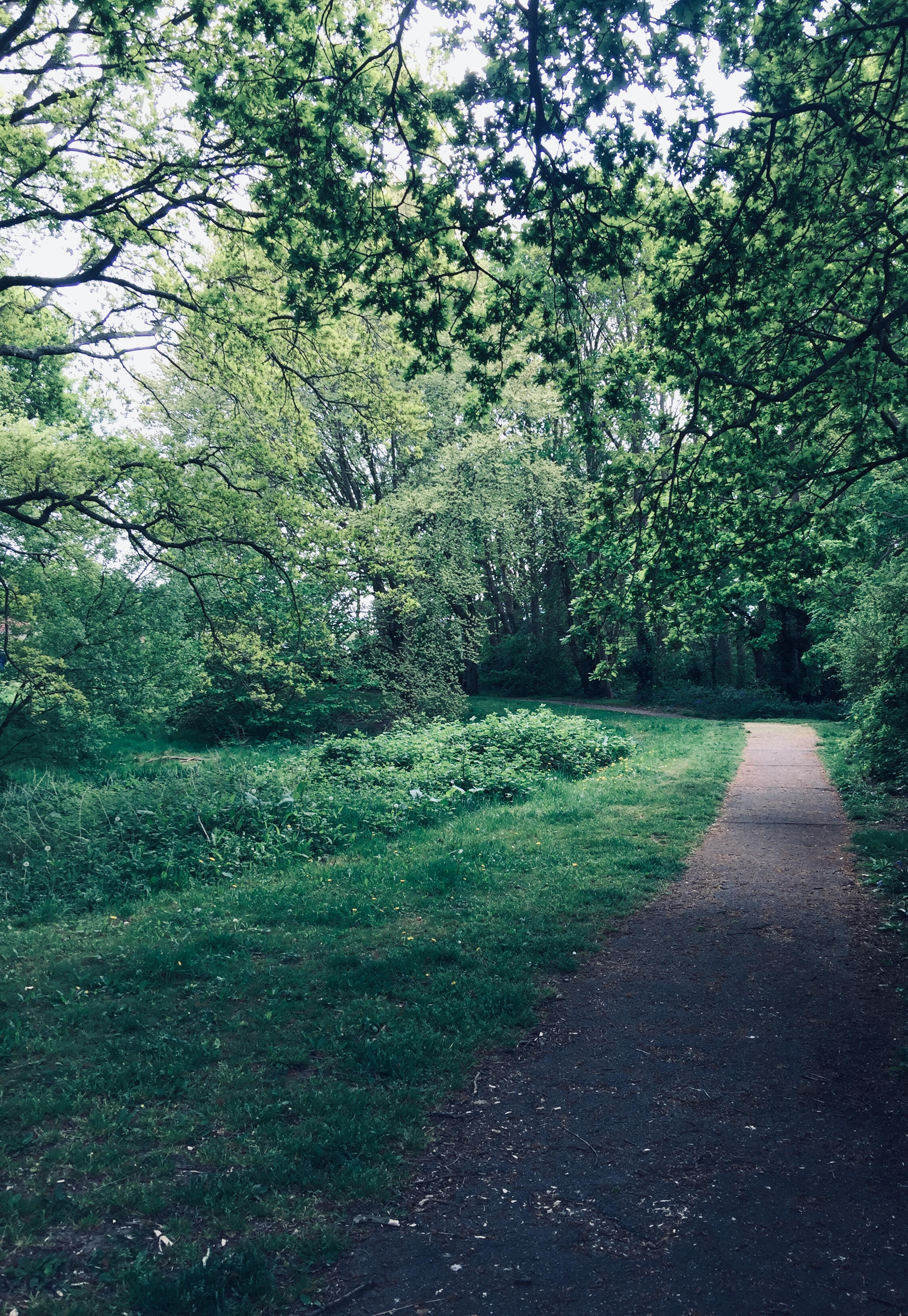 A Little Lane in Hampshire, by Dianna Hardy